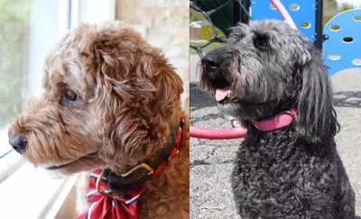 Kitimat Asks Residents to Vote for 'Dog Mayor' in Upcoming Election