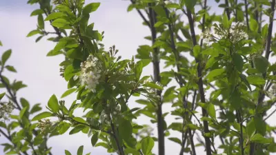 Late Flowering Blamed for Delayed Allergy Season in Edmonton