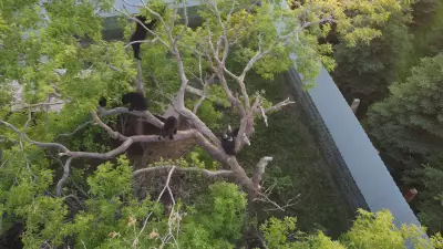 Manitoba Bear Rescue Sues Municipality Over Quarry Approvals Near Facility