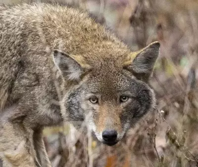 Markham Teen Bitten by Coyote: City Investigates Incident Near Mingay and Bur Oak Aves