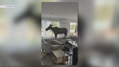 Moose Breaks Into Quebec Home, Causing Havoc in Living Room