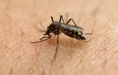 Mosquitoes May Be Learning to Ignore DEET, Study Suggests