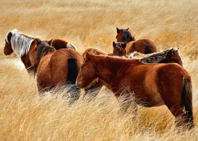New Book on Sable Island's Wild Horses Showcases Their Rugged Adaptability