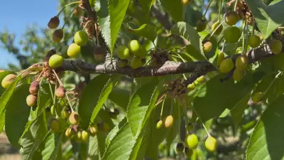 Okanagan Fruit Growers Face Devastating Losses Due to Harsh Weather