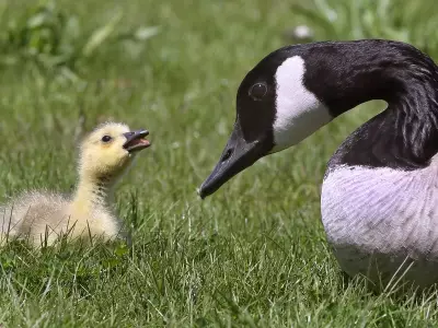 Ontario man fined $1,000 for throwing rocks at Canada geese