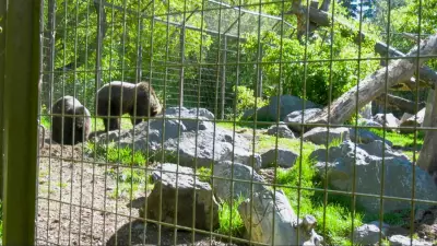 Orphaned Grizzly Cubs Make Debut at Calgary Zoo's Wild Canada Exhibit
