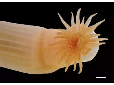 Over 1,100 New Marine Species Discovered in Landmark Ocean Census