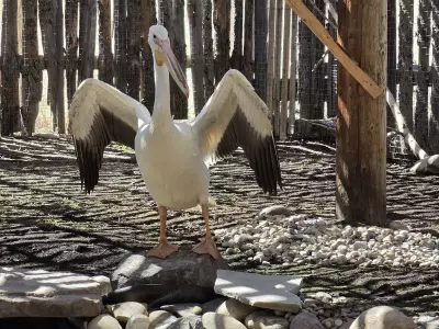 Pelican Rescued at Airport Nursed Back to Health by Calgary Wildlife