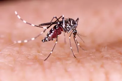 Rainy Spring Brings More Mosquitoes Earlier This Year, Expert Says