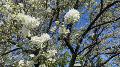 Rainy Weather Expected in Calgary for Victoria Day Weekend