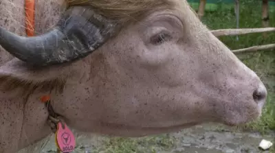 Rare Albino Buffalo 'Donald Trump' Spared from Eid Sacrifice in Bangladesh