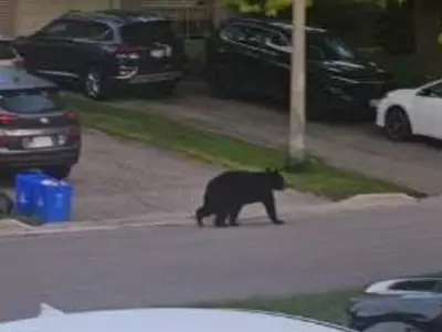 Rare Black Bear Sighting in Oshawa Neighbourhood Stuns Residents