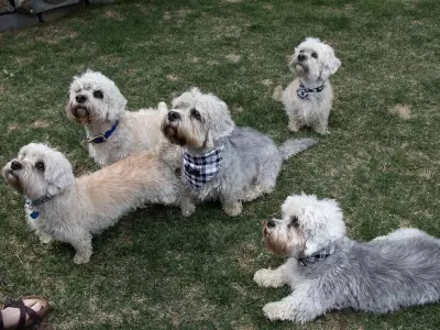 Rare Dandie Dinmont Terriers to Parade at Edmonton's Hawrelak Park on June 6
