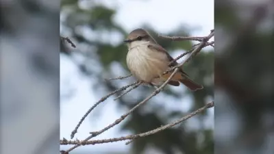 Rare Vermilion Flycatcher Spotted in Alberta for First Time Ever