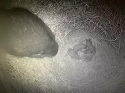 Rare Video Captures Newborn Vancouver Island Marmots at B.C. Recovery Centre