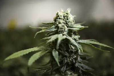 RCMP Cannabis Raids Won't Hinder N.B. First Nations Pot Talks