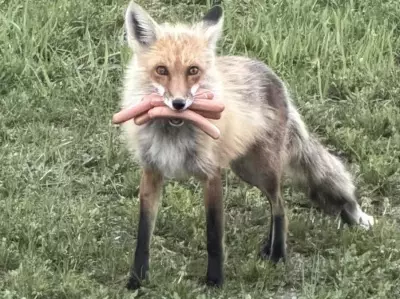 RCMP Nab Fox Caught Stealing Hot Dogs from Barbecue
