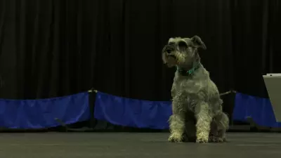 Regina Kennel Club Celebrates 110 Years with Annual Dog Trials
