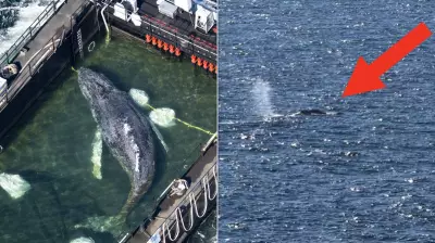 Rescued Humpback Whale Timmy Released into North Sea Near Denmark