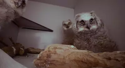 Saskatoon Facility Rehabilitates Three Orphaned Baby Owls from Coleville