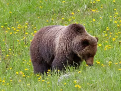 Second Bear Bluff Charge in Kananaskis Prompts Warning