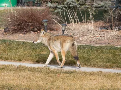 Second Coyote Attack in Markham Prompts Police Warning to Residents