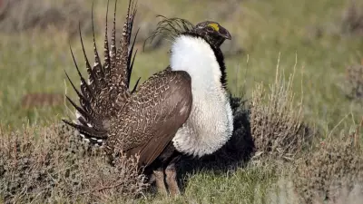 Southern Alberta Land Set Aside to Protect Endangered Greater Sage-Grouse