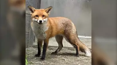 Stowaway Red Fox 'Basil' Recovers from Heartworm, Completes US Quarantine