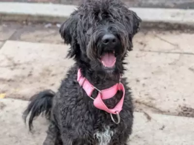 Sushi the Sweet Playful Dog Ready for Adoption at Toronto Humane Society