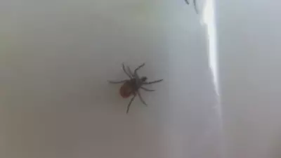 Tick season starting earlier than ever in B.C., vets say