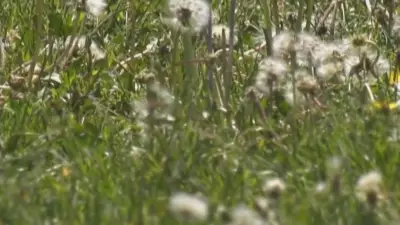 Tips to Manage Severe Seasonal Allergies in Ottawa This Year