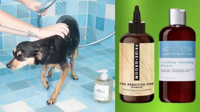 Top Pet Shampoos Recommended by Expert Groomers for Healthy Coats