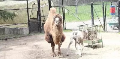 Toronto Zoo Welcomes New Bactrian Camel Calf: 'Incredible'