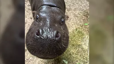 Toronto Zoo's Pregnant Pygmy Hippo Kindia Doing Well, Due Late July