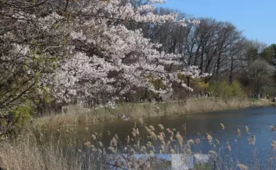 Toronto's Top 5 Parks: High Park Tops Sun Readers' Poll for Spring
