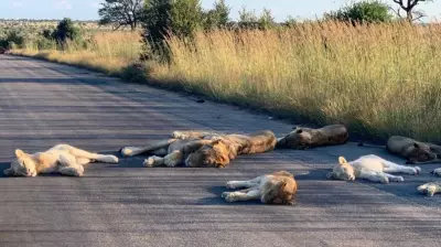 Tourists Killed by Lions in South Africa's Kruger National Park