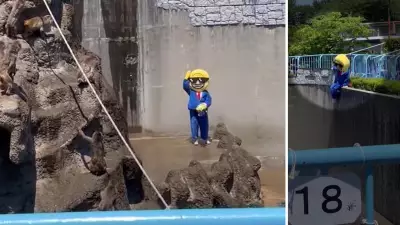 Two Americans Arrested After Stunt at Japanese Zoo Housing Baby Monkey Punch