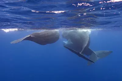 Underwater Robot Tracks Sperm Whale Conversations in Real Time