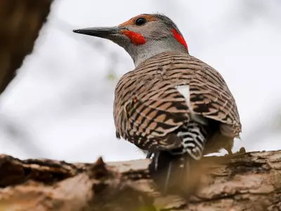 Unprecedented Surge in Woodpecker Damage Plagues Calgary Homeowners