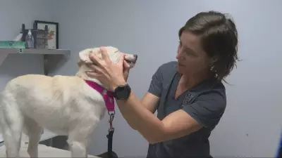 Vets Warn About Parvovirus Dangers After Montreal Dog Death