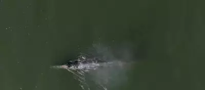 Whale Heat Signatures Tracked to Prevent Ship Collisions in San Francisco Bay