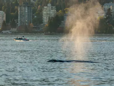 Why a Grey Whale Is Visiting Vancouver's Burrard Inlet