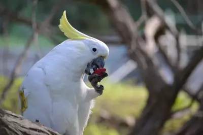 Wild Parrots Copy Friends When Trying New Foods, Study Finds
