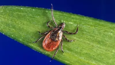 Windsor-Essex Health Unit Launches Active Tick Surveillance Program