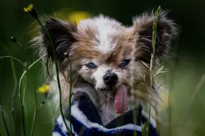 World's oldest dog contender dies in France at age 30