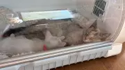 12 Kittens Rescued from Saskatoon Apartment Fire, Now in Foster Care