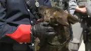 6 Dogs and a Horse Receive Calgary Police Badges in Ceremony
