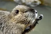8-Year-Old Boy Attacked by Beaver at Park, Hospitalized