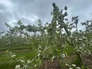 93rd Apple Blossom Festival Begins in Nova Scotia's Annapolis Valley