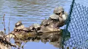 Abandoning Pet Turtles: A Threat to Native Species and Ecosystem Health